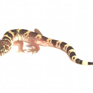 Texas Banded Gecko for Sale
