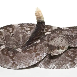 Texas Blacktail Rattlesnake For Sale