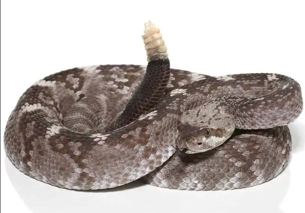 Texas Blacktail Rattlesnake For Sale