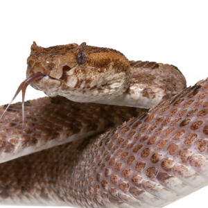 Three Horned Pit Viper For Sale