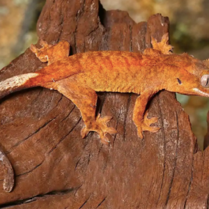 Tiger Crested Gecko For Sale