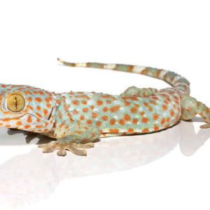 Tokay Gecko for Sale