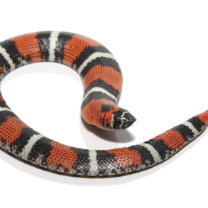 Tricolor Hognose Snake For Sale