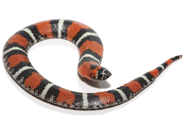 Tricolor Hognose Snake For Sale