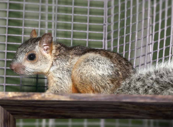 Variegated Squirrel For Sale
