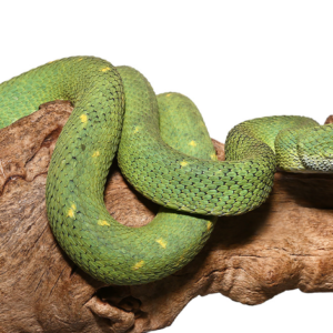 West African Bush Viper For Sale