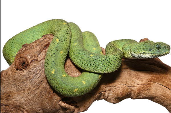 West African Bush Viper For Sale