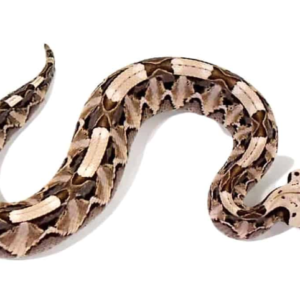 West African Gaboon Viper For Sale