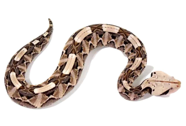 West African Gaboon Viper For Sale