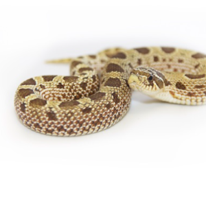 Hognose Snakes For Sale