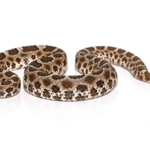 Western Massasauga Rattlesnake For Sale