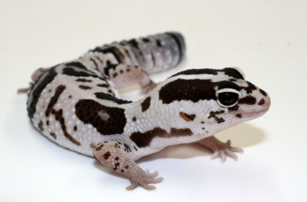 White Out African Fat Tailed Gecko for sale