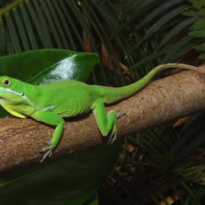 White-lipped Anole for Sale