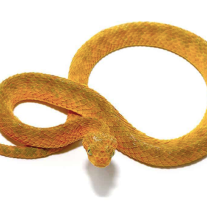 Yellow Orange Squamigera Bush Viper For Sale