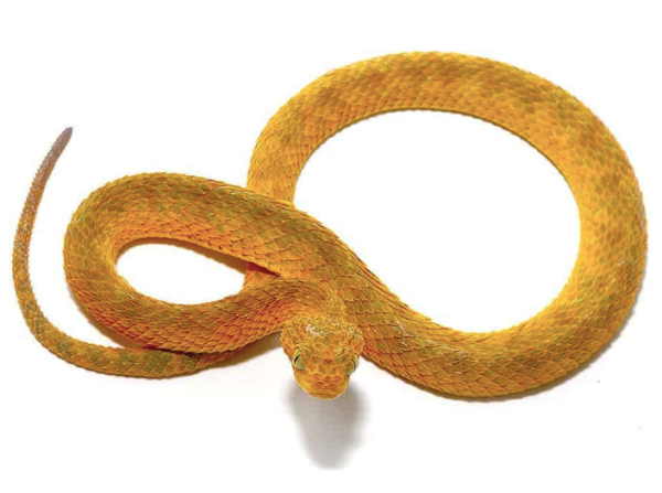 Yellow Orange Squamigera Bush Viper For Sale