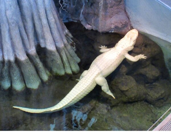 Albino Alligator For Sale