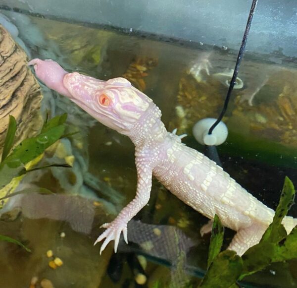 Albino Alligator For Sale