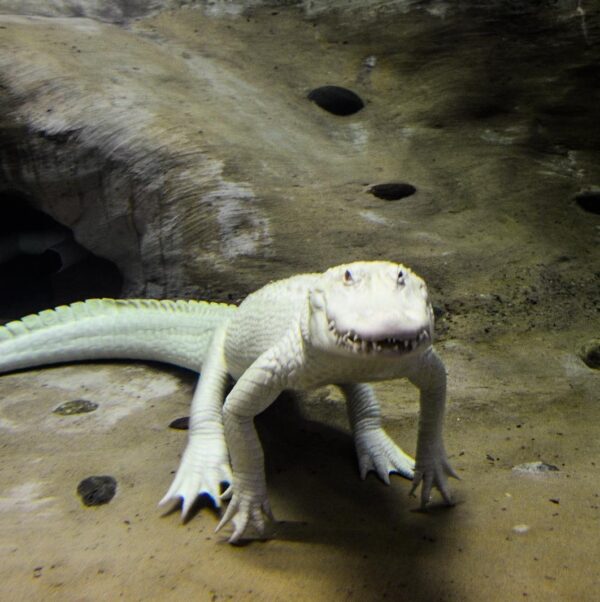 Albino Alligator For Sale