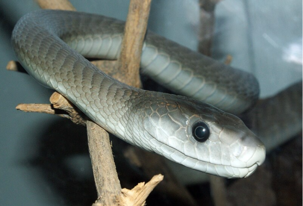 black mamba for sale