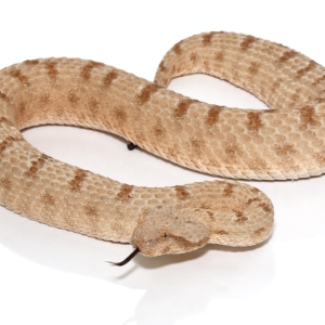 Field’s Horned Viper For Sale