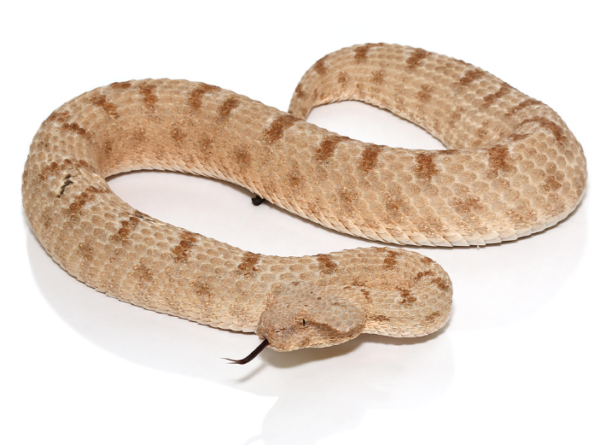 Field’s Horned Viper For Sale