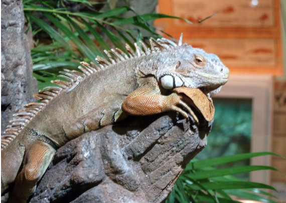 4-5 Foot Green Iguana For Sale - Reptiles Heaven