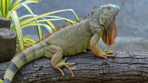5-6 Foot Green Iguana For Sale