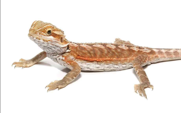 6 – 8 Inch Inferno Leatherback Bearded Dragon For Sale
