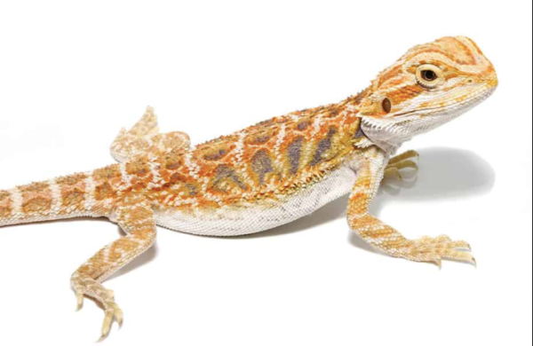 8-10 Inch Inferno Bearded Dragon For Sale
