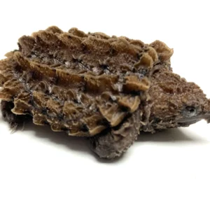 Alligator Snapping Turtle For Sale