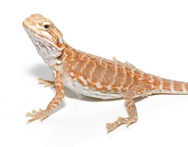 Baby Blue Bar Silky Inferno Hypo Bearded Dragon For Sale