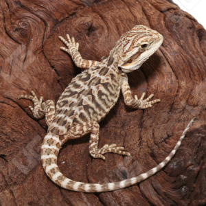 Baby Citrus Leatherback Bearded Dragon For Sale