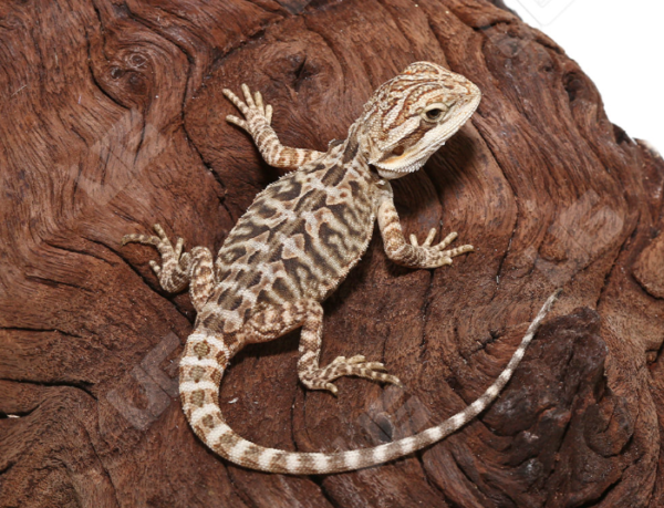 Baby Citrus Leatherback Bearded Dragon For Sale