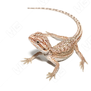 Baby Dunner Bearded Dragon For Sale