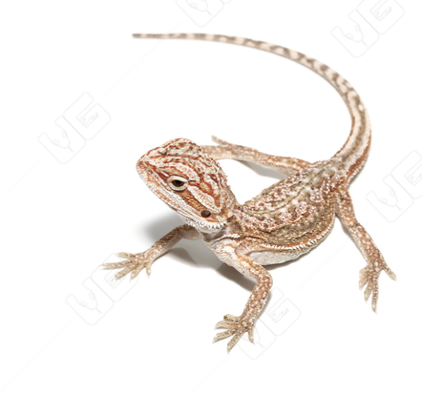 Baby Dunner Bearded Dragon For Sale