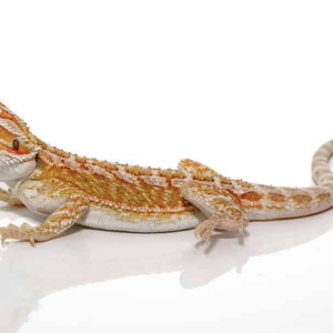 Baby Hypo Citrus Bearded Dragon For Sale