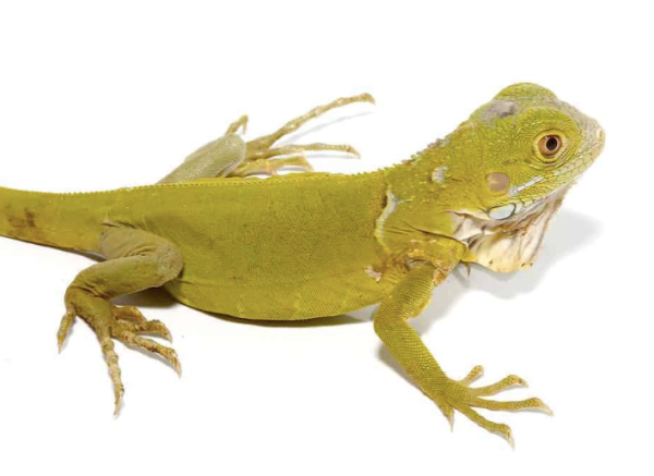 Baby Hypo Iguana For Sale