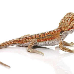 Baby Hypo Inferno Dunner Bearded Dragon