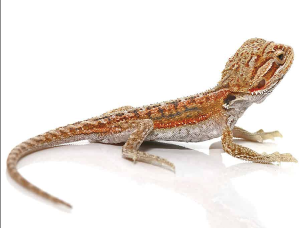 Baby Hypo Inferno Dunner Bearded Dragon