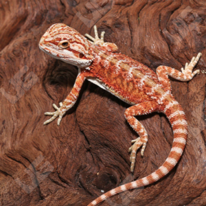 Baby Hypo Inferno Translucent Bearded Dragon For Sale