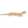 Bearded Dragon For Sale