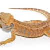 Bearded Dragons For Sale