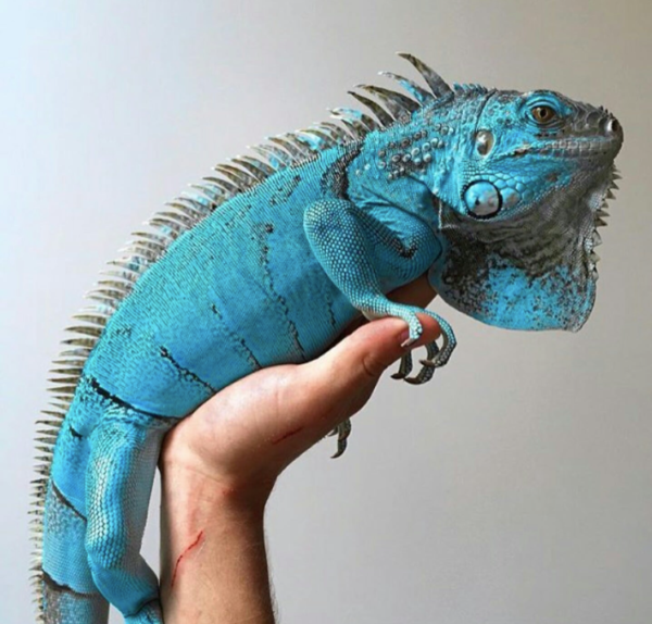 Blue Axanthic Iguana for Sale