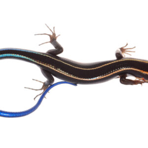 Blue Tail Skink for Sale