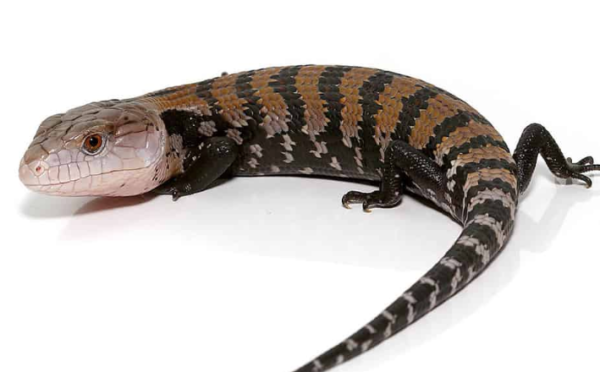 Blue Tongue Skink for Sale
