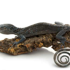 Blue Tree Monitor for Sale