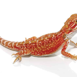 Cherry Bomb Dunner Bearded Dragon For Sale