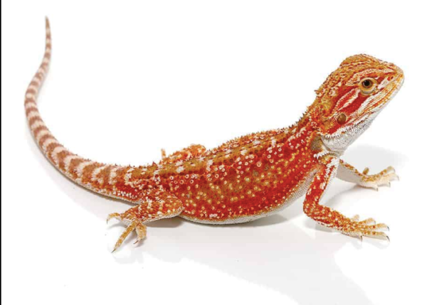 Cherry Bomb Dunner Bearded Dragon For Sale