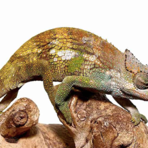Dwarf Fischer's Chameleon for Sale