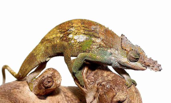 Dwarf Fischer's Chameleon for Sale